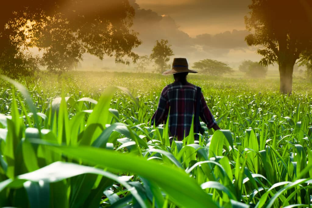 Causas del parkinson por uso de insecticida paraquat