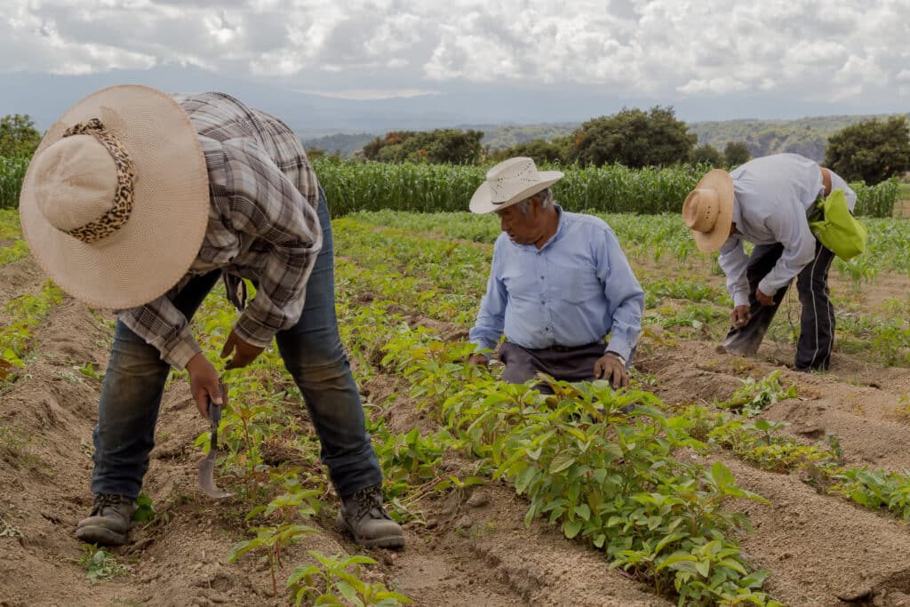 Personas expuestas a insecticida paraquat pueden necesitar atención médica por parkinson