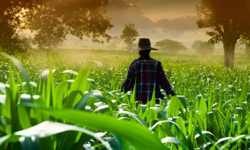 Farmer woman walking in corn fields at early morning Causas del parkinson por uso de insecticida paraquat
